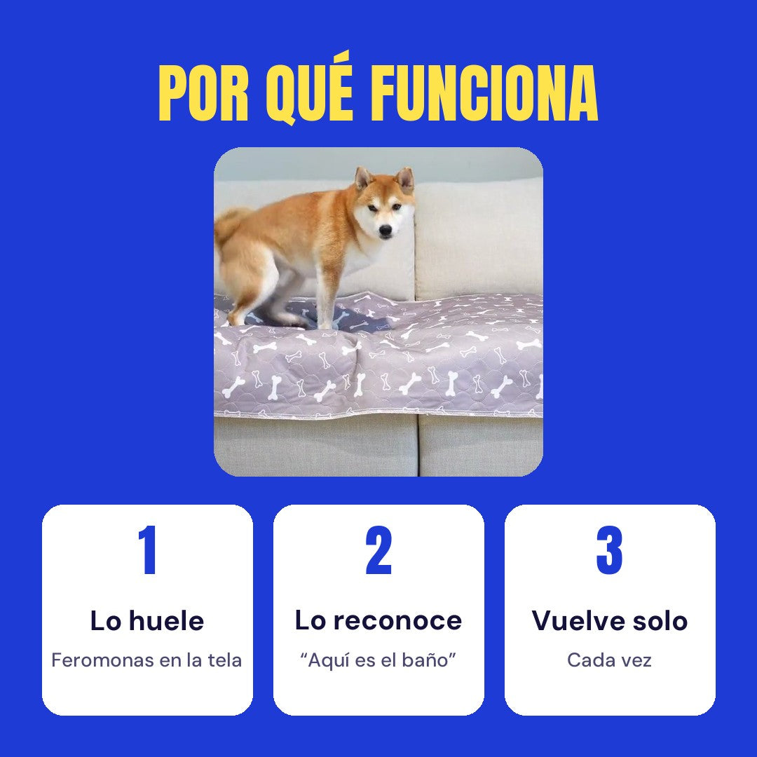 Por qué funciona: lo huele, lo reconoce, vuelve solo