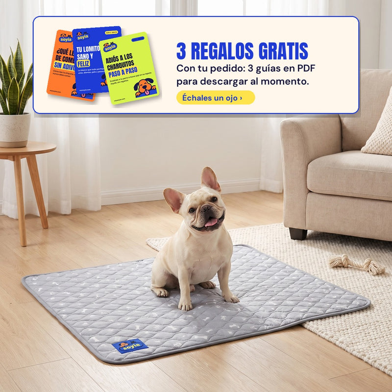 AquíSí: bulldog francés sentado en su tapete. 3 regalos gratis con tu pedido.